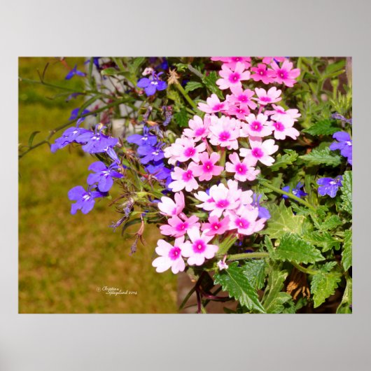 Roze paarse Phlox-bloemen, Poster of afdruk (Voorkant)