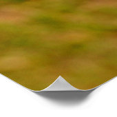 Roze paarse Phlox-bloemen, Poster of afdruk (Hoek)