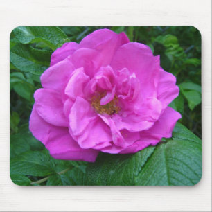roze, paarse roos bloem muismat