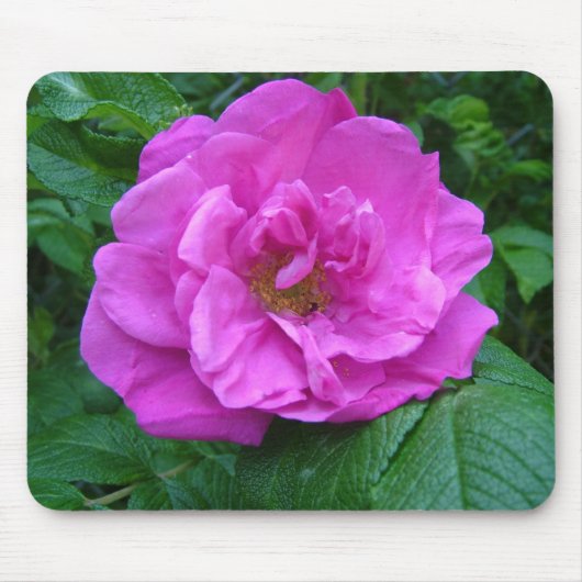 roze, paarse roos bloem muismat (Voorkant)