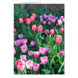 Roze Paarse springtijnstaarten bloemen bloemen blo