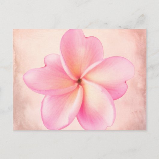 Roze Paarse stekelroze achtergrond Briefkaart (Voorkant)