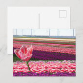 Roze Paarse Tulps Field & Roze Tulp DIY Briefkaart (Voorkant / Achterkant)