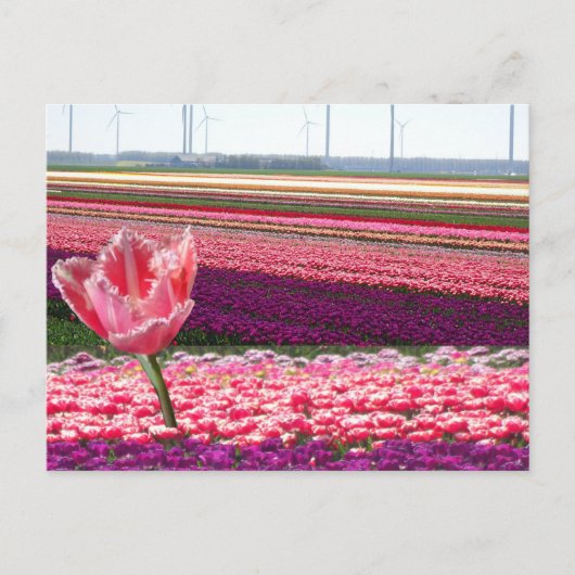 Roze Paarse Tulps Field & Roze Tulp DIY Briefkaart (Voorkant)