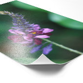 Roze Paarse ventilator op bloeiende Kudzu Foto Afdruk (Hoek)