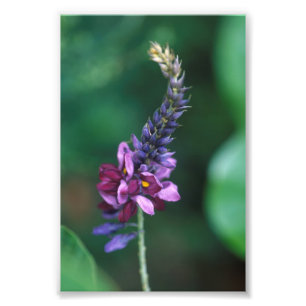 Roze Paarse ventilator op bloeiende Kudzu Foto Afdruk