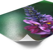 Roze Paarse ventilator op bloeiende Kudzu Foto Afdruk (Hoek)