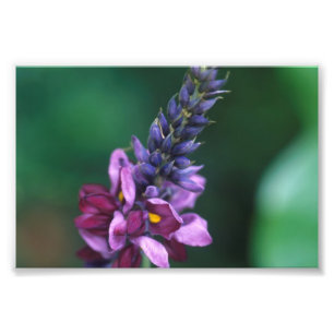 Roze Paarse ventilator op bloeiende Kudzu Foto Afdruk