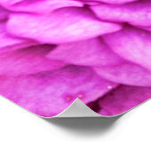 Roze Paarse ventilator Petal Burst Fotografische K Poster (Hoek)