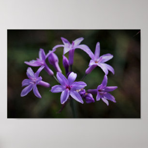 Roze Paarse wilde knoflookbloemen Poster