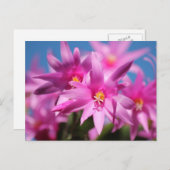 Roze Paascactus Flowers Feestdagenkaart (Voorkant / Achterkant)