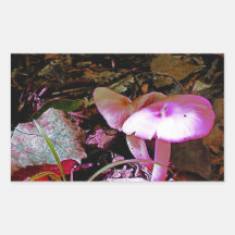 Roze paddenstoel