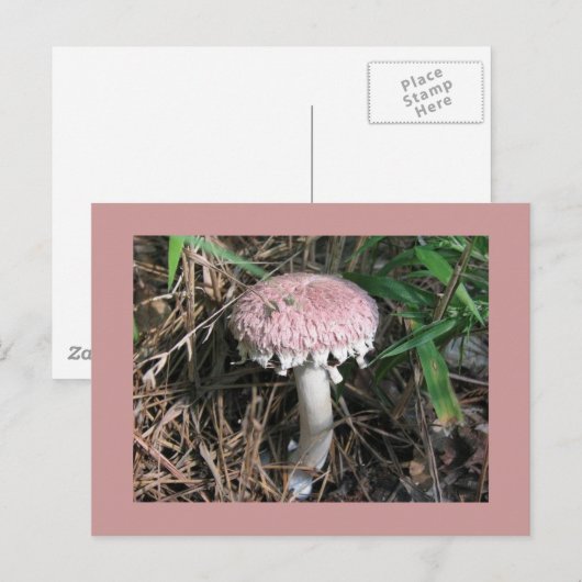 Roze Paddestoel Briefkaart (Voorkant / Achterkant)