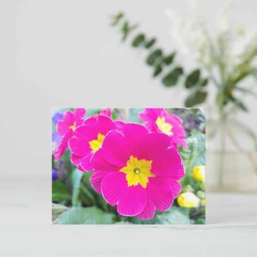 Roze pansieën in het Briefkaart Park (Staand voorkant)