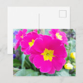 Roze pansieën in het Briefkaart Park (Voorkant / Achterkant)