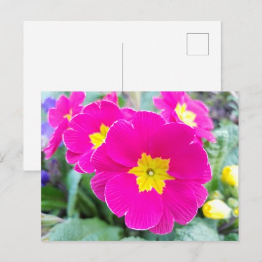 Roze pansieën in het Briefkaart Park (Voorkant / Achterkant)