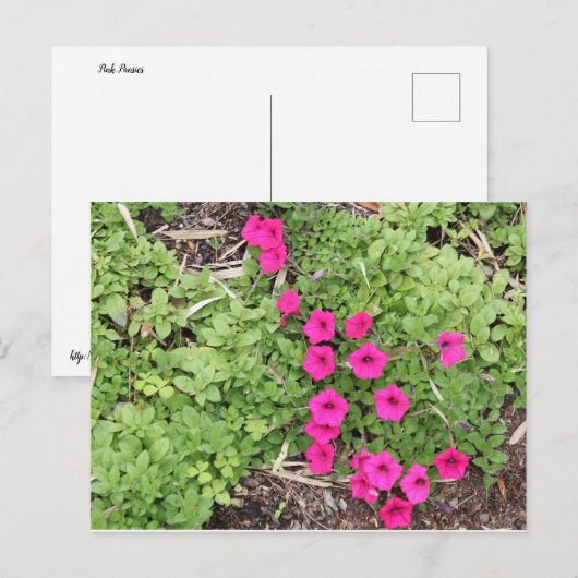 Roze pansies briefkaart (Voorkant / Achterkant)