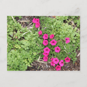 Roze pansies briefkaart