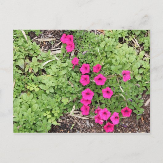Roze pansies briefkaart (Voorkant)