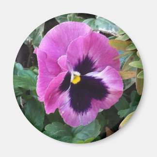 Roze Pansy Magnet