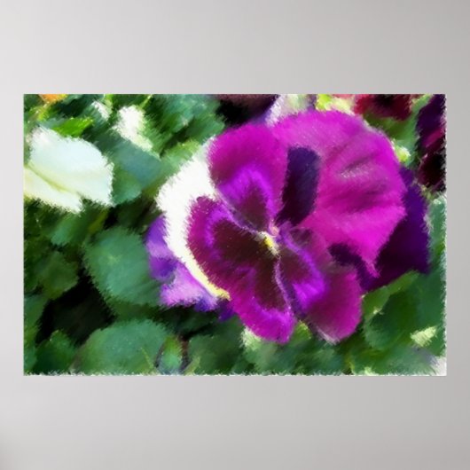 Roze Pansy Soft Sketch Poster (Voorkant)