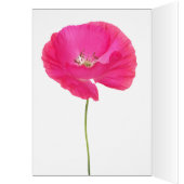 roze papaver (Binnen (Links))