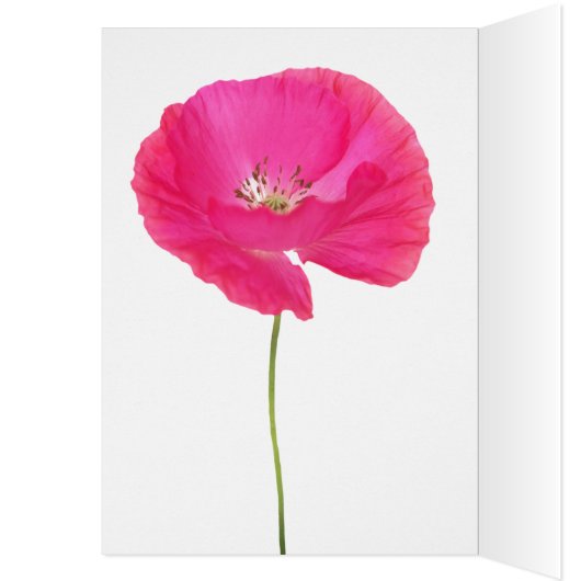 roze papaver (Binnen (Links))