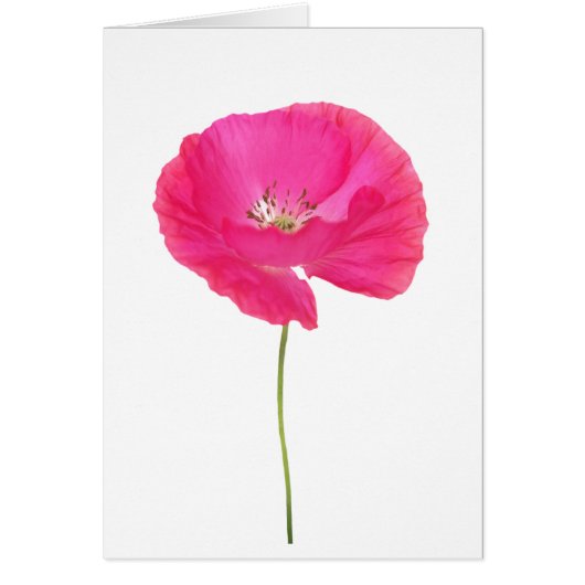 roze papaver (Voorkant)