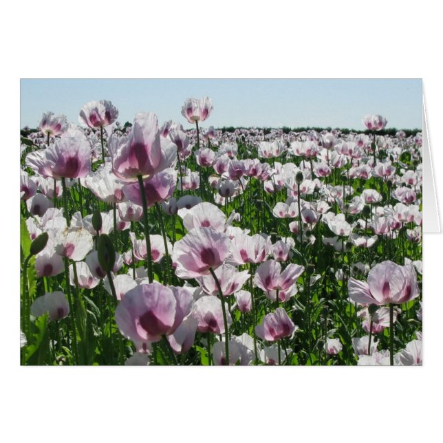 Roze papaver (Voorkant Horizontaal)