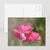 Roze papaver briefkaart (Voorkant / Achterkant)