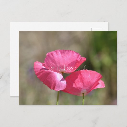 Roze papaver briefkaart (Voorkant / Achterkant)