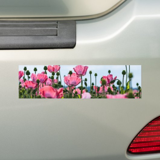 Roze papaver bumpersticker (Op auto)