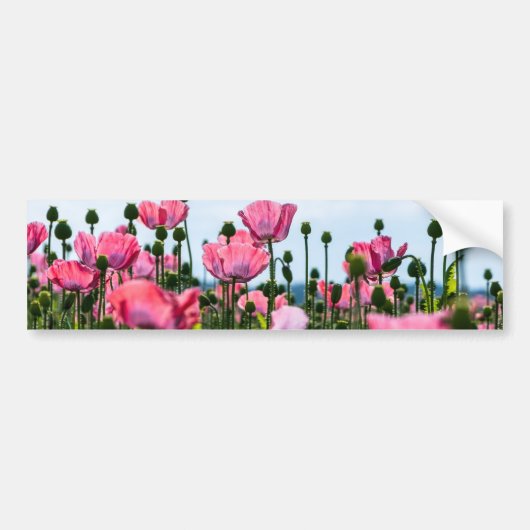 Roze papaver bumpersticker (Voorkant)