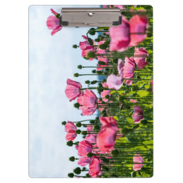 Roze papaver klembord