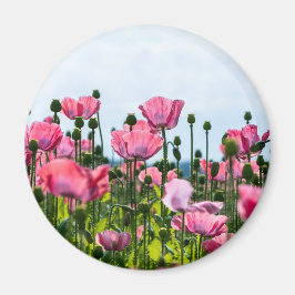 Roze papaver magneet