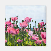 Roze papaver magneet (Voorkant)