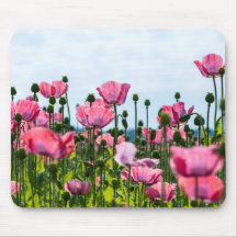 Roze papaver
