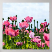 Roze papaver poster (Voorkant)