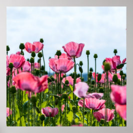 Roze papaver poster