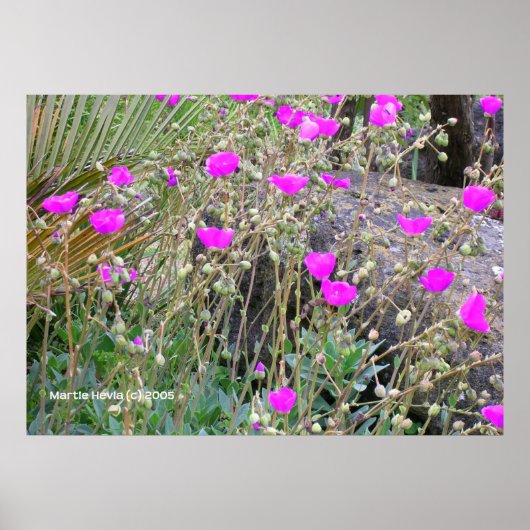 Roze papaver poster (Voorkant)