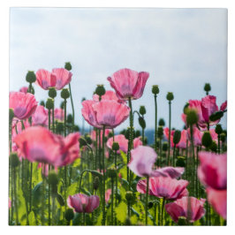 Roze papaver tegeltje