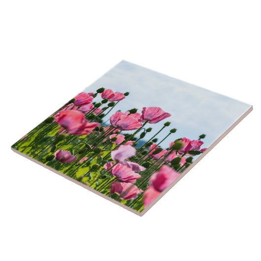 Roze papaver tegeltje (Zijkant)