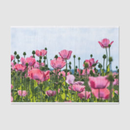 Roze papaver tissuepapier