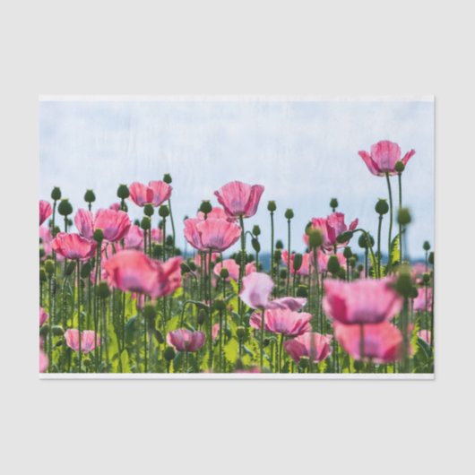 Roze papaver tissuepapier (Voorkant)