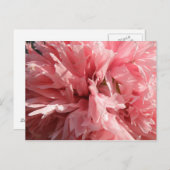 roze papaverBriefkaart Briefkaart (Voorkant / Achterkant)