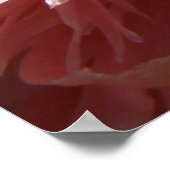 roze papaverdruk poster (Hoek)