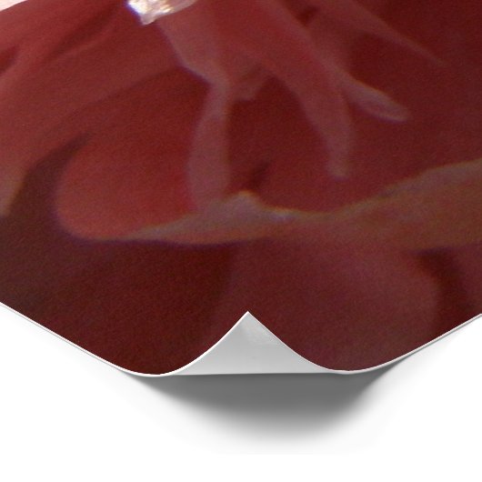  roze papaverdruk poster (Hoek)