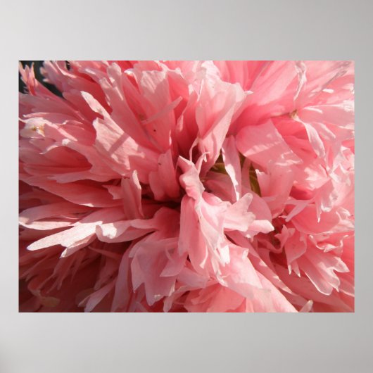 roze papaverdruk poster (Voorkant)