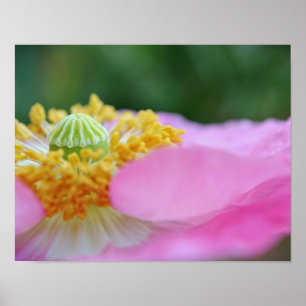 Roze papaversie Afdrukken Fotografische illustrati Poster