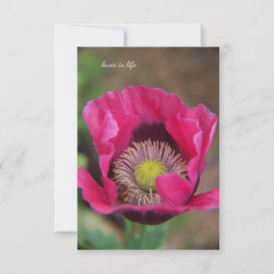 roze papavery notitiekaartje